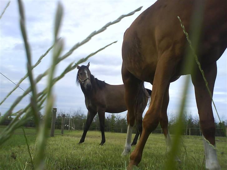 Anden særlig race Lupus - Velkommen til min profil. billede 1