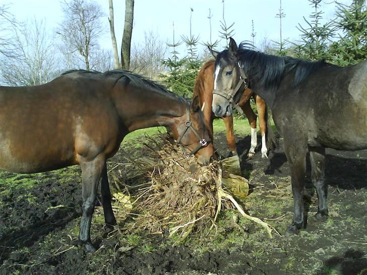Anden særlig race Lupus - lækkert at spise pind. billede 2