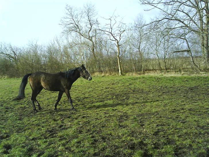 Anden særlig race Lupus - nu kommer jeg. billede 3
