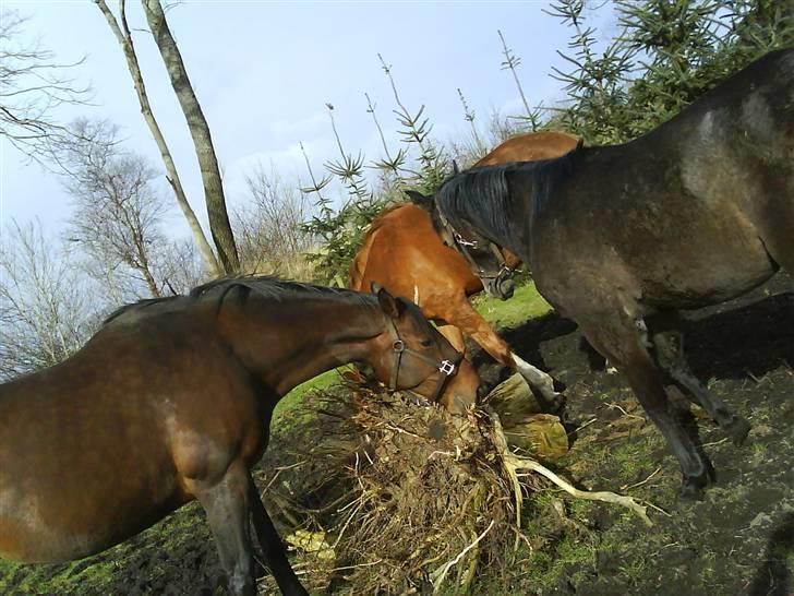 Anden særlig race Lupus - øv, nu tog du min pind. billede 4