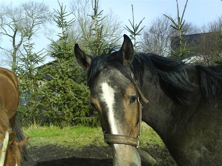 Anden særlig race Lupus - Hej med dig(: billede 5