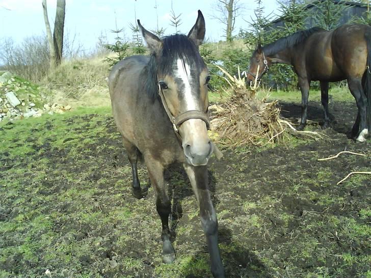 Anden særlig race Lupus - Ville du noget? billede 6