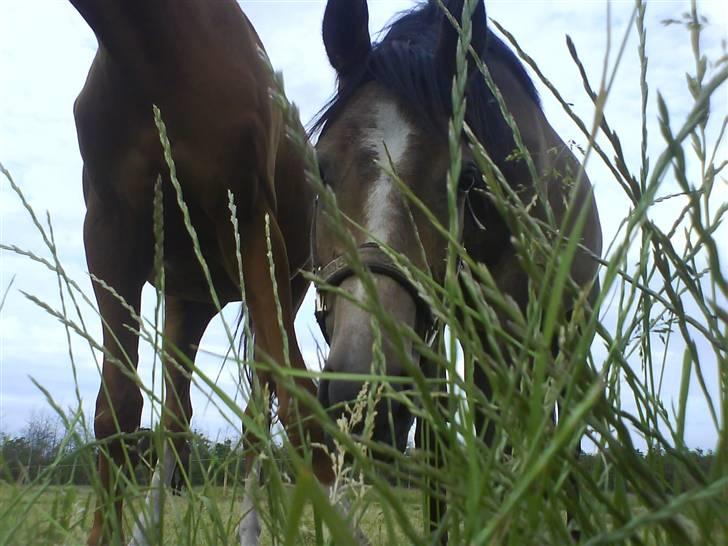 Anden særlig race Lupus - Så siger jeg tak, fordi at i gad at kigge(: billede 7