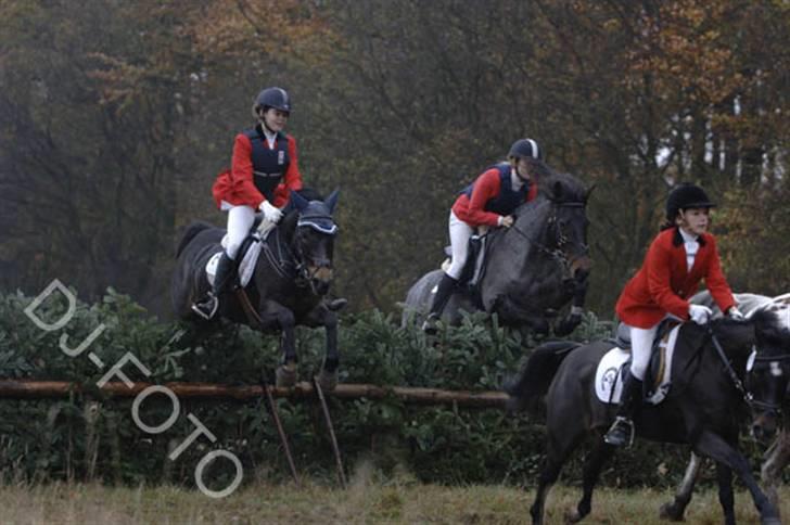 Connemara Molly Malone **R.I.P**:'( - Hubertusjagten ´05 Molly springer side om side med sin bedste jagtmakker:) billede 14