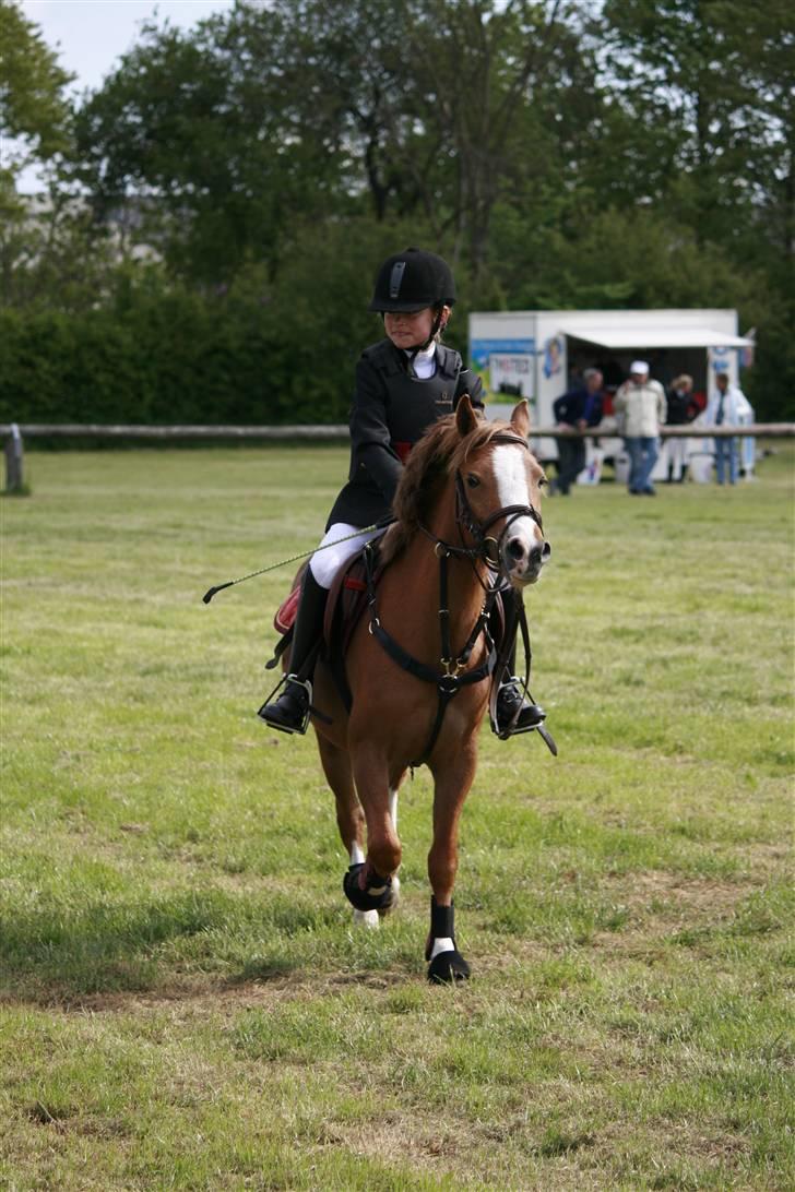 Welsh Pony (sec B) Honni - mig og honni inde på banen.  billede 2