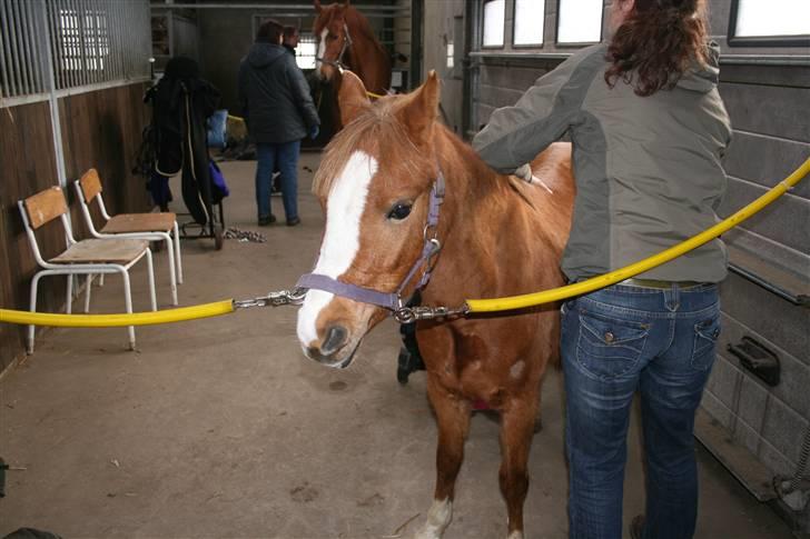 Welsh Pony (sec B) Honni - honni på staldengange billede 3