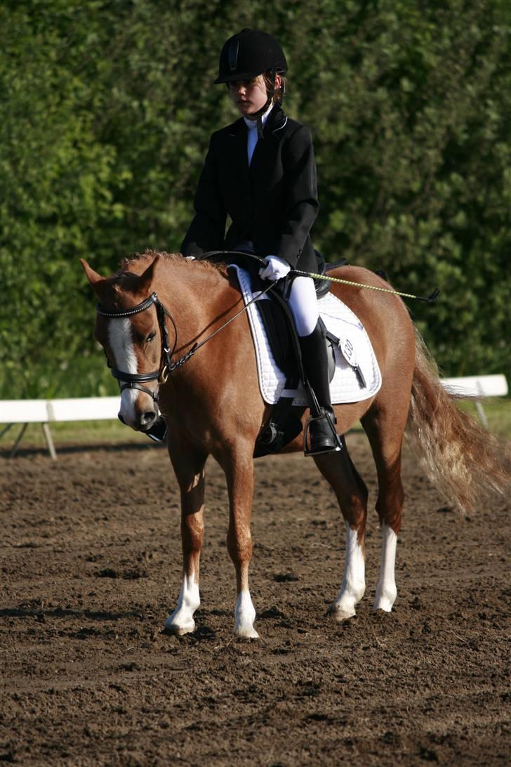 Welsh Pony (sec B) Honni - mig og honni til stævne xD billede 4