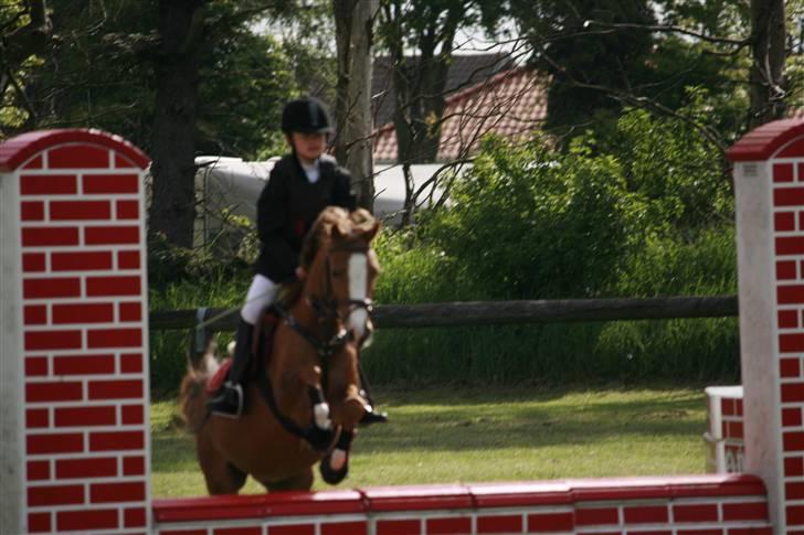 Welsh Pony (sec B) Honni - mig og honni til stævne. LD (; billede 5