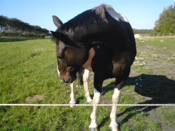 Anden særlig race Silas (har redet) - her er han så min dejlige Silas billede 1