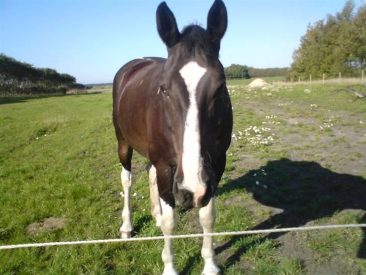 Anden særlig race Silas (har redet) - her kigger han på camaret billede 2