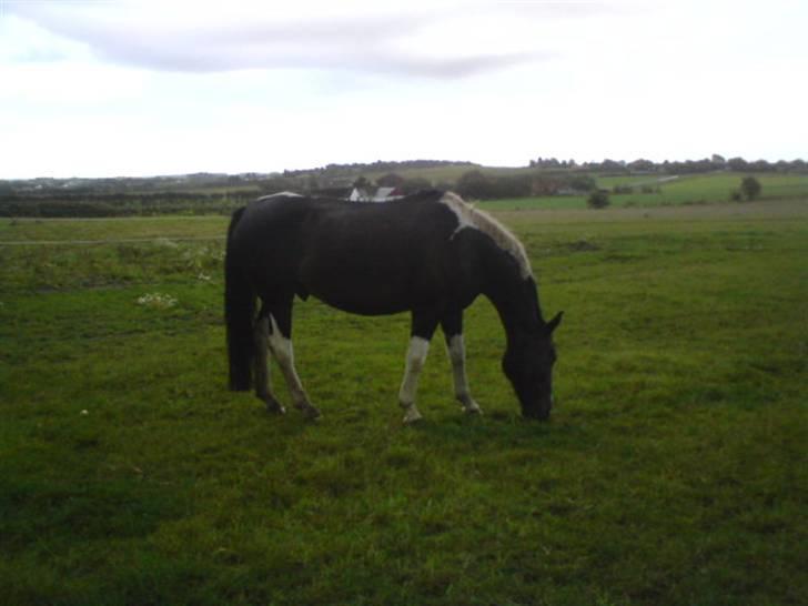 Anden særlig race Silas (har redet) - Mad!!!!! billede 3