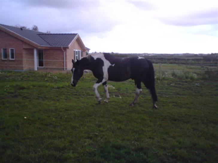 Anden særlig race Silas (har redet) - mere Mad!!!! billede 4