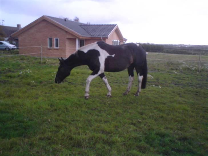 Anden særlig race Silas (har redet) - ja han fandt det sidste æble. billede 5