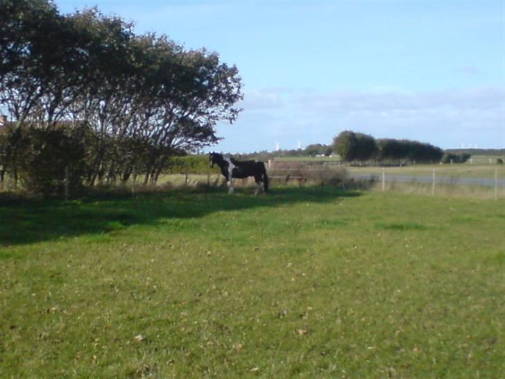 Anden særlig race Silas (har redet) - han står og slapper af billede 6