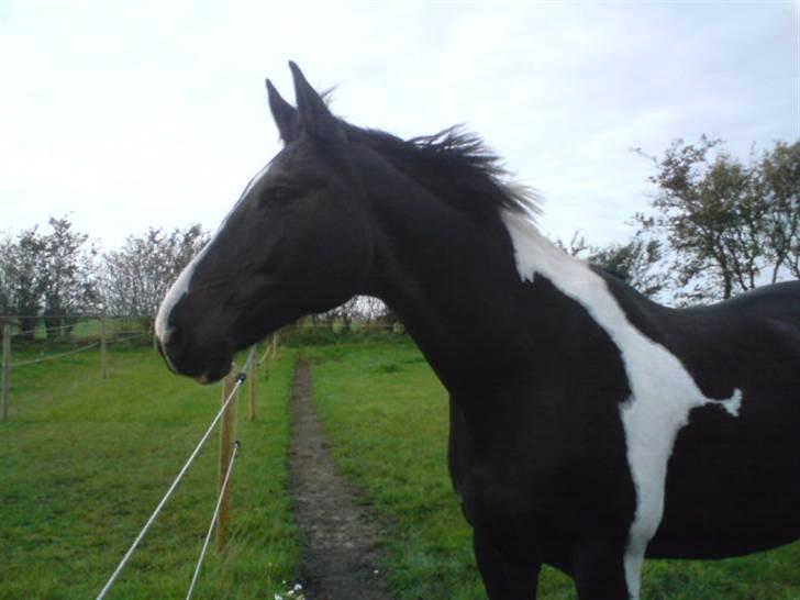 Anden særlig race Silas (har redet) - hans kønne hovede ;) billede 7