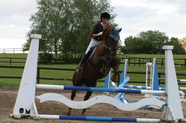 Gelderland Ornando - *RIP* - Sløjfspring 80cm, NSR billede 13