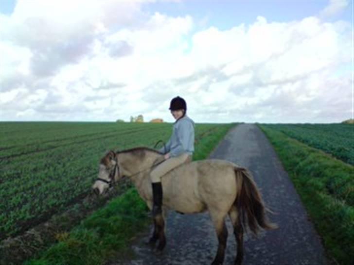 Anden særlig race Hekla  billede 17