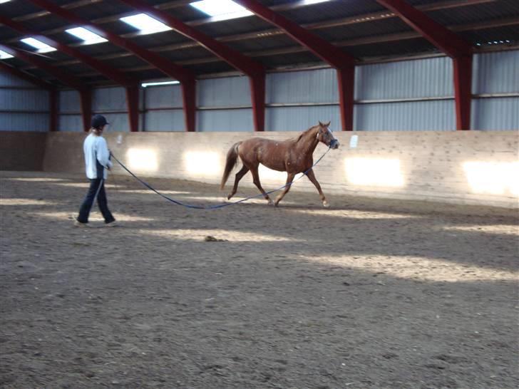 Knabstrupper Sartor's Midnight Express - Så er tilridningen i gang! Første skridt - longering. billede 11