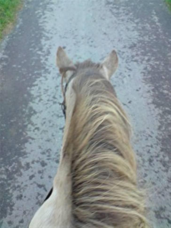 Anden særlig race Hekla  billede 18