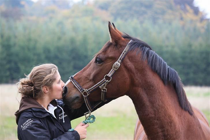 Fuldblod (XX) Honda - RIP. billede 17