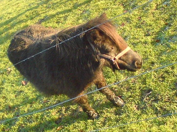 Shetlænder Skovvangens Mischa billede 11