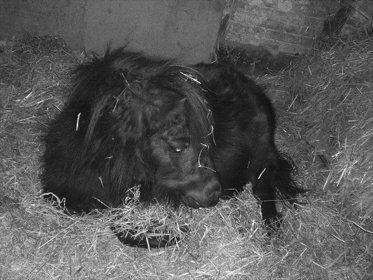 Shetlænder Skovvangens Mischa billede 12