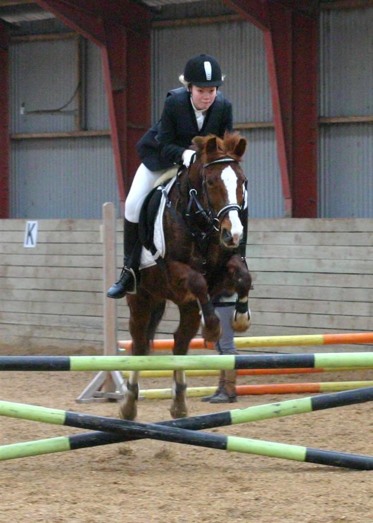 New Forest Hunter - i langesø billede 1