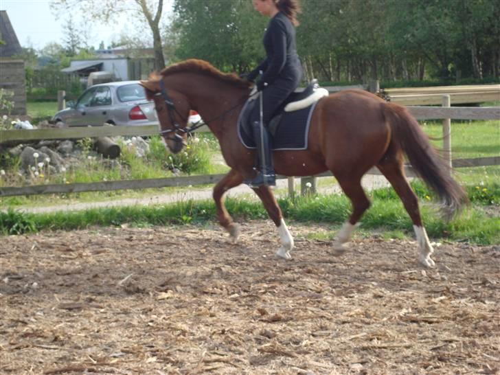 New Forest Hunter - Lotte på Hunter billede 2