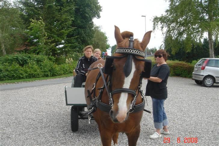 New Forest Hunter - hunter på farten igen... billede 3