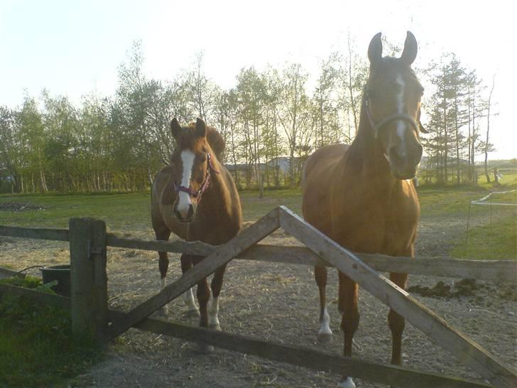 New Forest Hunter - foran er det debbie og bag ved er det hunter...<3 billede 4