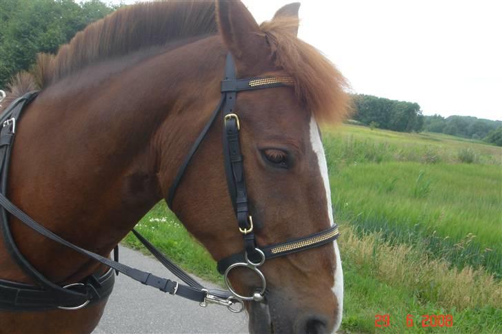 New Forest Hunter - nærbillede af hunter billede 5