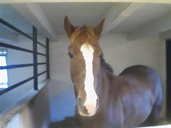 New Forest Hunter - er jeg ikke  lækker billede 6