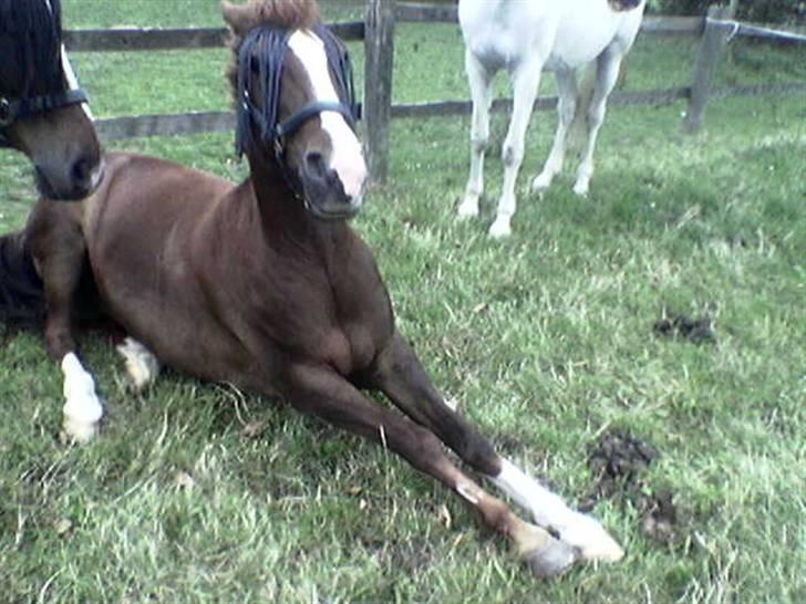 New Forest Hunter - ejh i mener bare ikk at jeg skal rejse mig...  ;-o billede 8