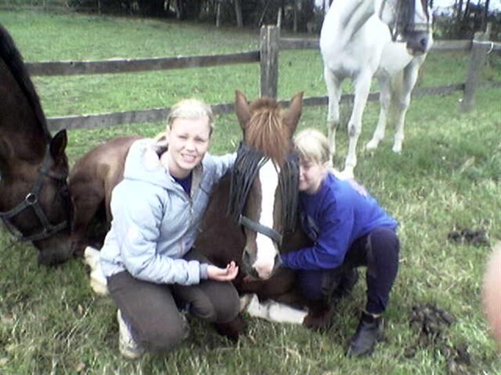 New Forest Hunter - jeg er træt lad mig være billede 9