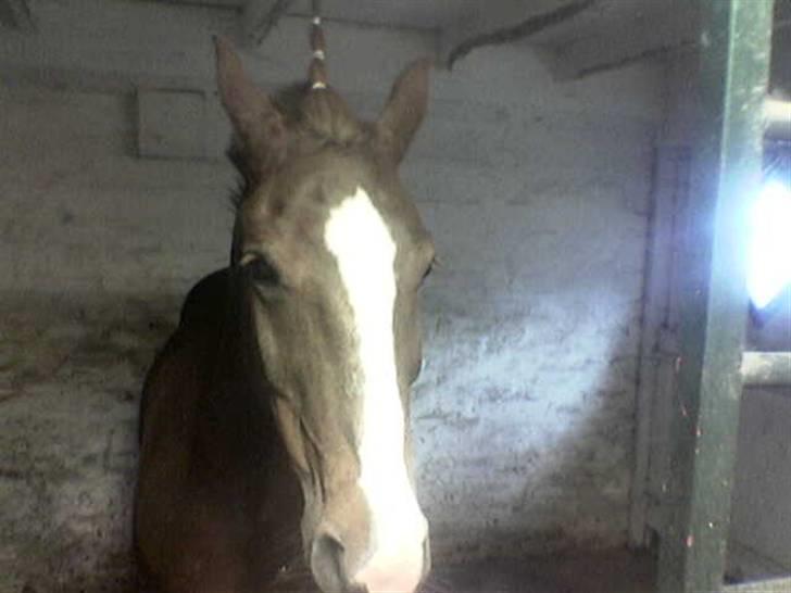 New Forest Hunter - charme,selvtillid og lækkert hår jeg har det hele billede 10