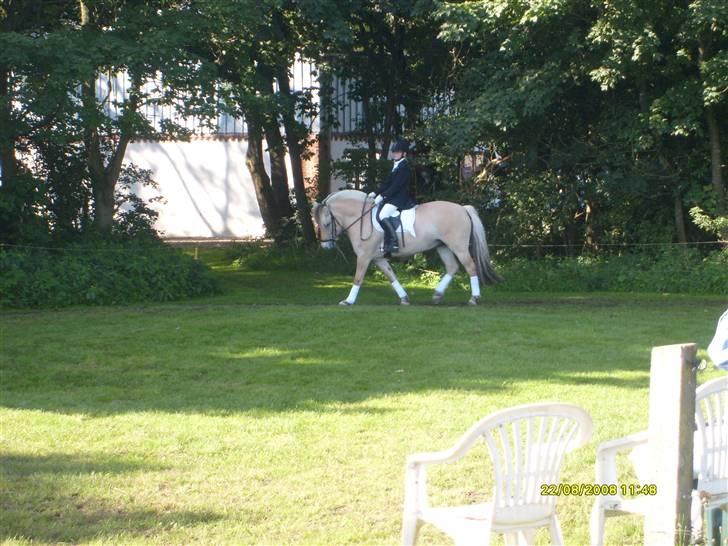 Fjordhest Stald Kiels Idyl - smukke pony:) billede 8