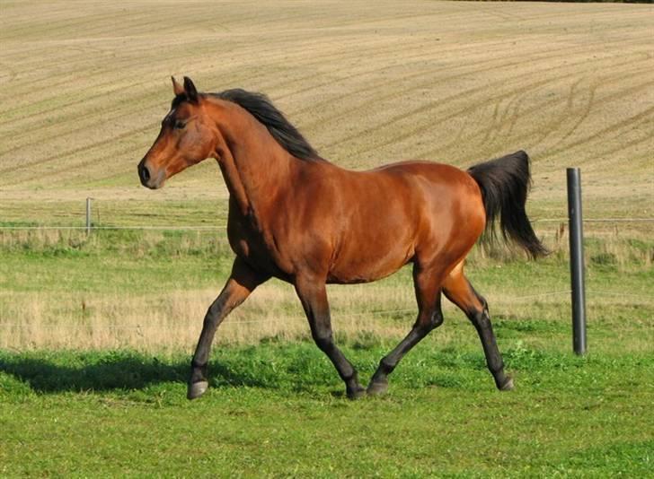 Anden særlig race Sani Cheval - Sani d. 12/10-08 billede 7