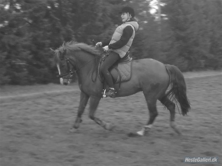 Anden særlig race Gari - dressur gari<33. foto: Mulle<3 billede 19