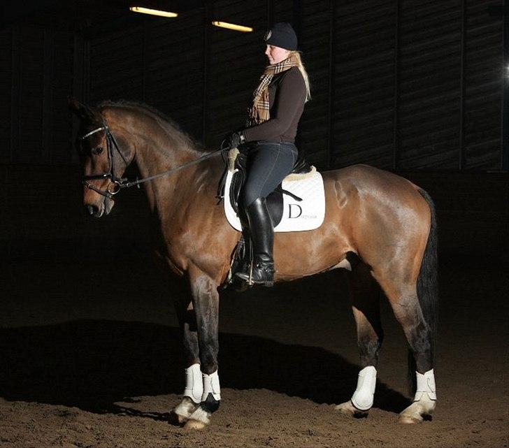 Dansk Varmblod Future-Lad *Solgt* -  © Marlene Bank Andersen © billede 1