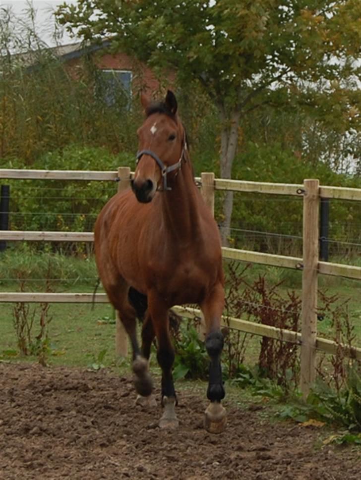 Dansk Varmblod Future-Lad *Solgt* - På fold 13.10.08 billede 2