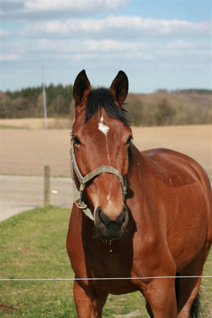 Dansk Varmblod Future-Lad *Solgt* - Hos tidliger ejer.. billede 3