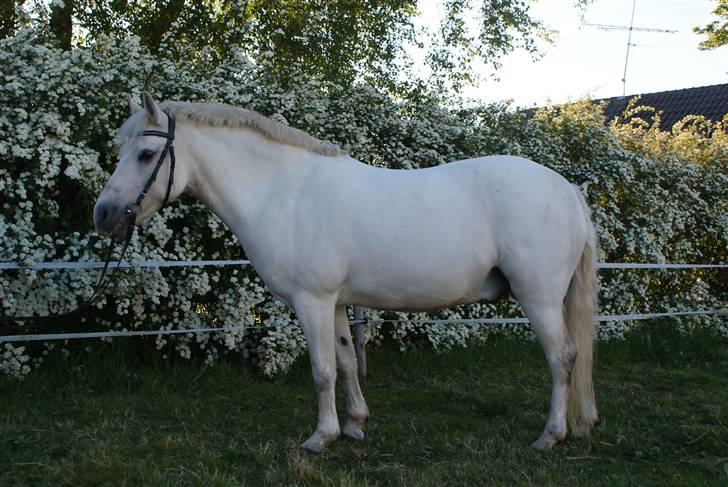 Anden særlig race Silver - mega lækker pony.. og se han er helt hvid billede 12