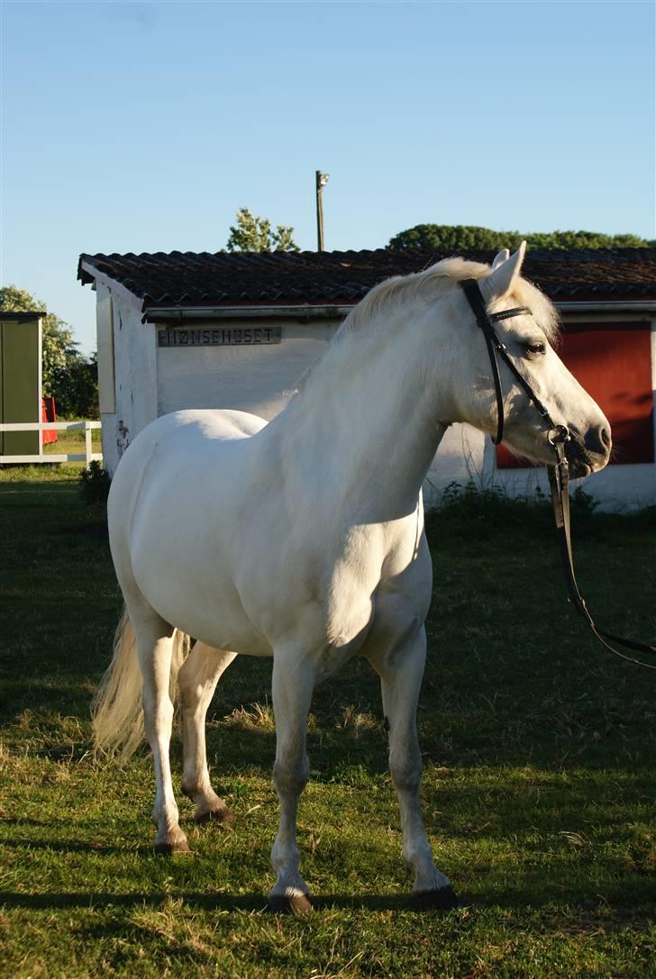 Anden særlig race Silver - når han ser stor ud  billede 18