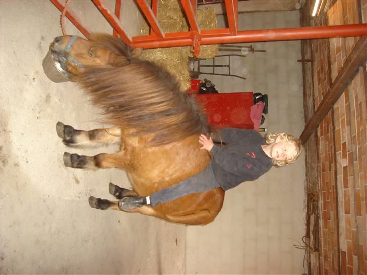 Shetlænder buster billede 11