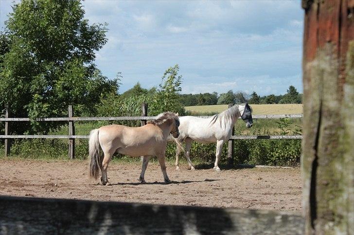 Pura Raza Española Janeda billede 14