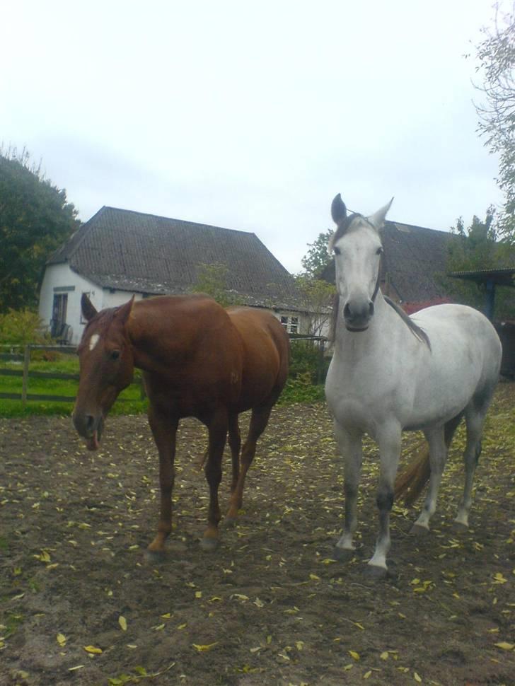 Pura Raza Española Janeda billede 15