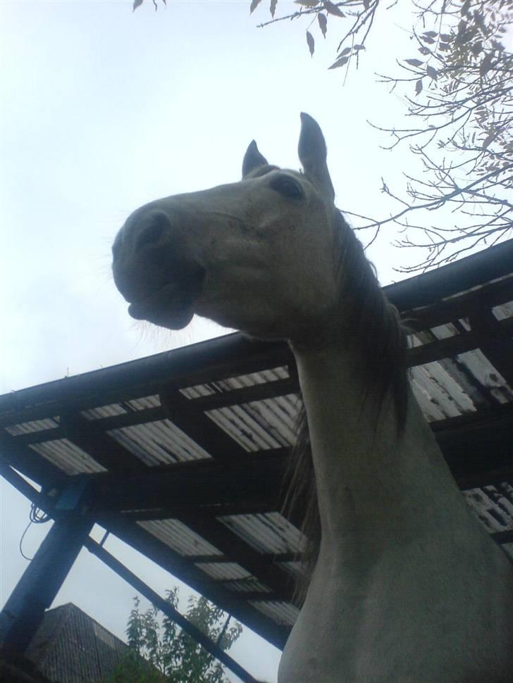 Pura Raza Española Janeda billede 16