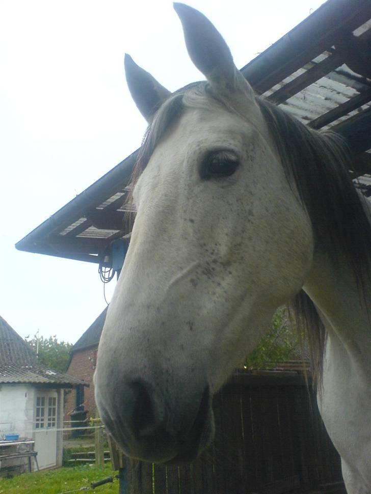 Pura Raza Española Janeda billede 17