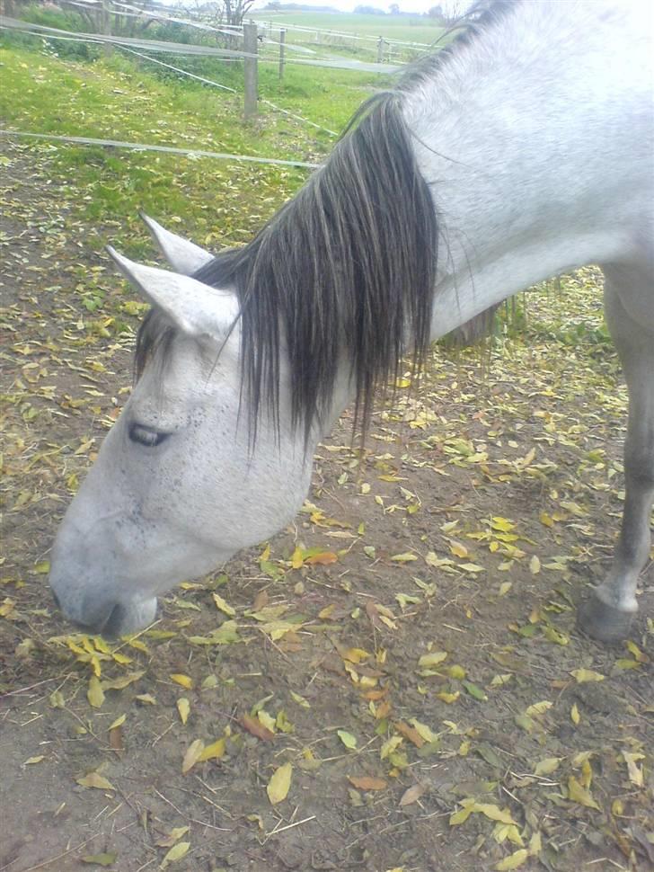 Pura Raza Española Janeda billede 18