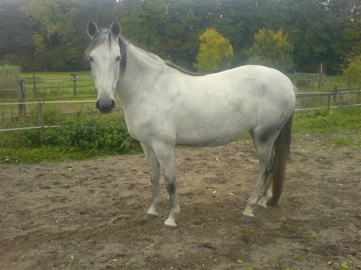 Pura Raza Española Janeda billede 19